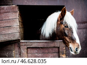 Лошадь в стойле. Стоковое фото, фотограф Сергей Бобылев / ТАСС / Фотобанк Лори