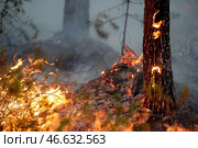 Низовой пожар в лесу. Стоковое фото, фотограф Егор Алеев / ТАСС / Фотобанк Лори