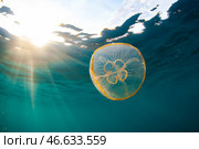 Медуза Аурелия в море. Стоковое фото, фотограф Юрий Смитюк / ТАСС / Фотобанк Лори