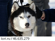 Хаски на поводке. Стоковое фото, фотограф Кирилл Кухмарь / ТАСС / Фотобанк Лори