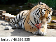 Амурский тигр с куском мяса. Стоковое фото, фотограф Сергей Карпухин / ТАСС / Фотобанк Лори