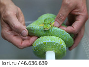 Зеленый питон. Стоковое фото, фотограф Артем Геодакян / ТАСС / Фотобанк Лори
