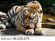 Амурский тигр с куском мяса. Стоковое фото, фотограф Сергей Карпухин / ТАСС / Фотобанк Лори