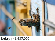 Пчелы у отверстия улья для влета и вылета. Стоковое фото, фотограф Алексей Коновалов / ТАСС / Фотобанк Лори