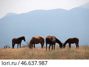 Пасущиеся лошади. Стоковое фото, фотограф Сергей Мальгавко / ТАСС / Фотобанк Лори