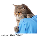 Ветеринар с милый кот на белом фоне, близком расстоянии. Стоковое фото, фотограф Pixel_shot / Фотобанк Лори