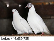 Белые голуби. Стоковое фото, фотограф Дмитрий Ягодкин / ТАСС / Фотобанк Лори