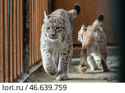 Рысь в вольере. Стоковое фото, фотограф Дмитрий Ягодкин / ТАСС / Фотобанк Лори