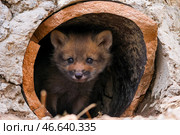 Лисенок. Стоковое фото, фотограф Юрий Смитюк / ТАСС / Фотобанк Лори