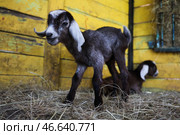 Ягнята англо-нубийской козы. Стоковое фото, фотограф Алексей Коновалов / ТАСС / Фотобанк Лори