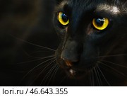 Кошка ориентальной породы. Стоковое фото, фотограф Владимир Смирнов / ТАСС / Фотобанк Лори