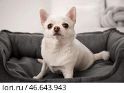 Милая собака в постели любимчика дома. Стоковое фото, фотограф Pixel_shot / Фотобанк Лори