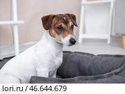 Милая собака в постели любимчика дома. Стоковое фото, фотограф Pixel_shot / Фотобанк Лори