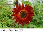 Красный подсолнух (Helianthus annuus) крупным планом. Стоковое фото, фотограф Photolart / Фотобанк Лори
