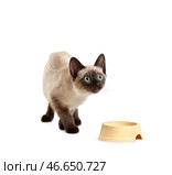 Симпатичный тайский котик и миска с едой на белом фоне. Стоковое фото, фотограф Pixel_shot / Фотобанк Лори