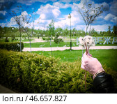 Семянки одуванчиков, разлетающиеся на ветру. Стоковое фото, фотограф Ксения Левченко / ТАСС / Фотобанк Лори