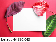 Тропические листья, цветок антуриума и заглушку на цветном фоне. Стоковое фото, фотограф Pixel_shot / Фотобанк Лори