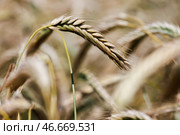 Колосья. Стоковое фото, фотограф Сергей Елагин/Бизнес Online / ТАСС / Фотобанк Лори