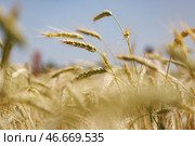 Сергей Елагин/Бизнес Online. Стоковое фото, фотограф Елагин Сергей / ТАСС / Фотобанк Лори