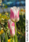 Fantastic Tulipa Siesta, dark pink flowers fringed with pure white. Стоковое фото, фотограф Валерия Попова / Фотобанк Лори