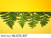 Свежие тропические листья и заглушку на цветном фоне. Стоковое фото, фотограф Pixel_shot / Фотобанк Лори