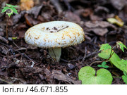Белый груздь в лесу. О. Стоковое фото, фотограф Король/Бизнес Online / ТАСС / Фотобанк Лори