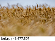 Колосья пшеницы. С. Стоковое фото, фотограф Елагин/Бизнес Online / ТАСС / Фотобанк Лори