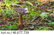 A lone old shriveled brown mushroom with white mold stands on the forest floor. Green grass and needles surround the mushroom. Close-up. Стоковое фото, фотограф Воловодов Владимир / Фотобанк Лори