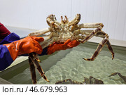 Камчатский краб в руке. Стоковое фото, фотограф Сергей Петров/NEWS.ru / ТАСС / Фотобанк Лори