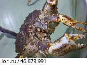 Живой камчатский краб. Стоковое фото, фотограф Сергей Петров/NEWS.ru / ТАСС / Фотобанк Лори