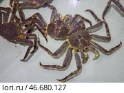 Живые камчатские крабы. Стоковое фото, фотограф Сергей Петров/NEWS.ru / ТАСС / Фотобанк Лори