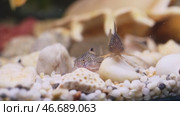 Two catfish in a vibrant aquarium. Стоковое видео, видеограф Ольга Хорошунова / Фотобанк Лори