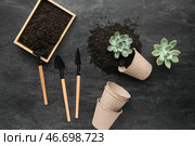 Садовые инструменты, торфяные горшки с почвой и суккулентные растения на черном фоне. Стоковое фото, фотограф Pixel_shot / Фотобанк Лори