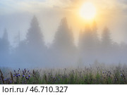 Summer nature in the countryside. Amazing sunrise over the forest and glade. Beautiful golden lighting. Morning fog. Misty landscape. Trees in the fog. Scenic foggy rural scape. Natural background. Стоковое фото, фотограф Андрей Степанов / Фотобанк Лори
