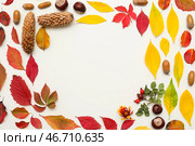 Рамка из осенних листьев с желудями, каштанами, сосновыми шишками и ягодами шиповника на белом фоне. Стоковое фото, фотограф Pixel_shot / Фотобанк Лори