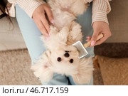 Женщина расчесывает своего милого мальтийского пса дома. Стоковое фото, фотограф Pixel_shot / Фотобанк Лори