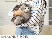 Молодая женщина держит длинношерстного очаровательного кота в гостиной. Стоковое фото, фотограф Pixel_shot / Фотобанк Лори