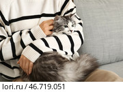 Молодая женщина держит милого длинношерстного кота и сидит на диване в гостиной. Стоковое фото, фотограф Pixel_shot / Фотобанк Лори