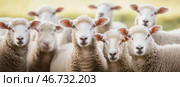 Flock of sheep grazes peacefully in a rustic farm setting alive with nature. Detailed closeup of brown and white sheep herd. Concept of sheep farming and herding. Open-air sheepfold. Farmhouse. Стоковое AI-изображение, AI-художник Евгений Демидюк / Фотобанк Лори