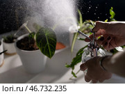 Женские руки держит стеклянный опрыскиватель воды для орошения комнатных растения в белых горшках. Стоковое фото, фотограф Дарья Савченко / Фотобанк Лори