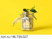 Растение, растущее из стеклянной банки с долларовыми банкнотами на жёлтом фоне. Стоковое фото, фотограф Pixel_shot / Фотобанк Лори