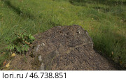 Close up view of ants on stone, Carpenter ant, Camponotus herculeanus. Стоковое фото, фотограф David Kashakhi / Фотобанк Лори