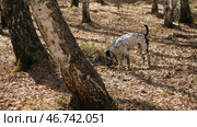 Dalmatian walks in the Park in autumn. Стоковое фото, фотограф David Kashakhi / Фотобанк Лори
