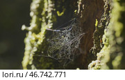 Large spiderweb , on a tree, on morning dew, with natural background, very solid cobweb. Стоковое фото, фотограф David Kashakhi / Фотобанк Лори