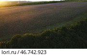 Aerial view of large lavender lavender field surrounded by green trees in the sunrise rays. Стоковое фото, фотограф David Kashakhi / Фотобанк Лори