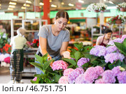 Young woman customer choosing bundle of hydrangea in open-air plants market. Стоковое фото, фотограф Яков Филимонов / Фотобанк Лори