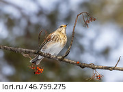 Дрозд на ветке с ягодами. Стоковое фото, фотограф Илья Бурыкин / Фотобанк Лори