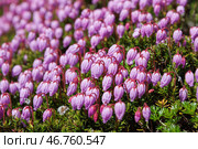Филлодоце голубая (Phyllodoce caerulea). Красивые розовые полевые цветы крупным планом. Множество крошечных диких цветов, произрастающих в горной местности. Природа Магаданской области. Дальний Восток России. Июль. Стоковое фото, фотограф Андрей Степанов / Фотобанк Лори