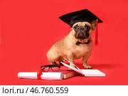 Милый французский бульдог в академической шапочке с дипломом, книгами и очками на красном фоне. Стоковое фото, фотограф Pixel_shot / Фотобанк Лори