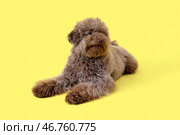 Милый пудель, лежащий на жёлтом фоне. Стоковое фото, фотограф Pixel_shot / Фотобанк Лори